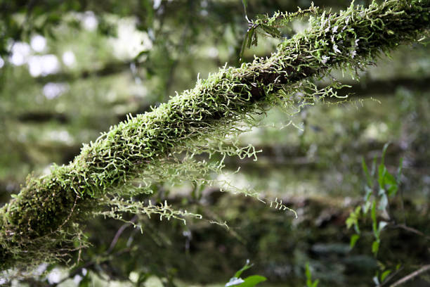Fiorland National rainforest park