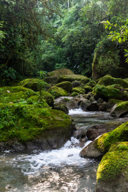 istock Beautiful atlantic rainforest river with water running on green rocks 1253140688