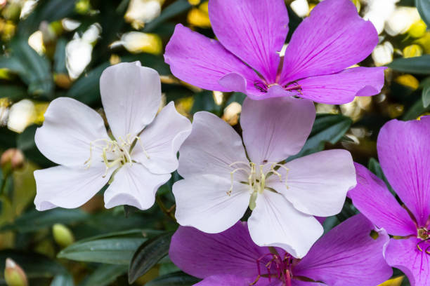 istock Beautiful pink and white flowers on Glory Tree in the mountains 1253140736