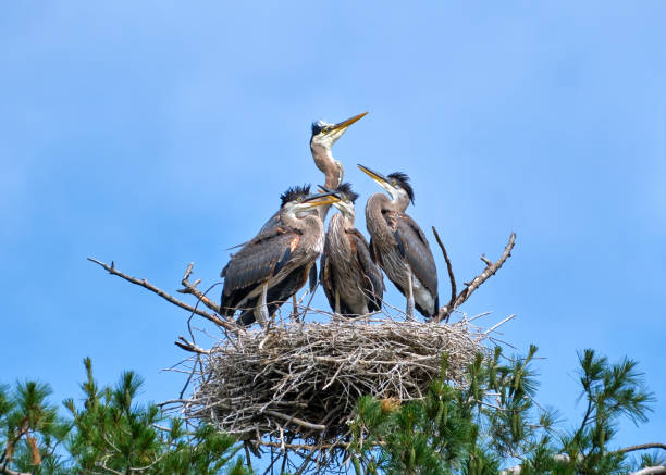 istock Adult Great Blue Heron with three chicks in nest 1253142915