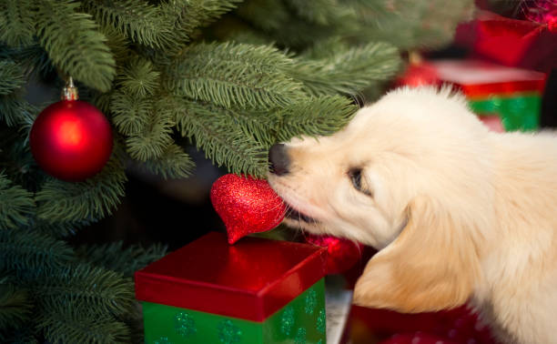 christmas dangers for puppies - dog alarm imagens e fotografias de stock
