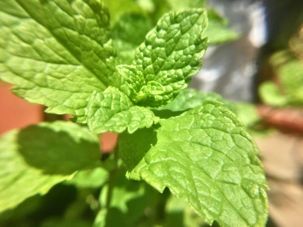 istock green growing mint leaves - closeup 1253143630