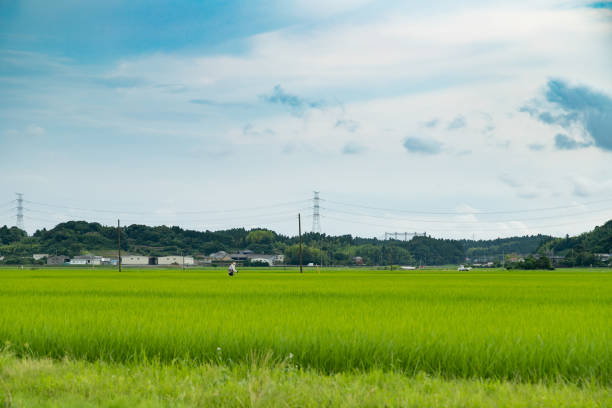 Rural scenery in early summer in Japan, Tako Town, Chiba Prefecture stock photo