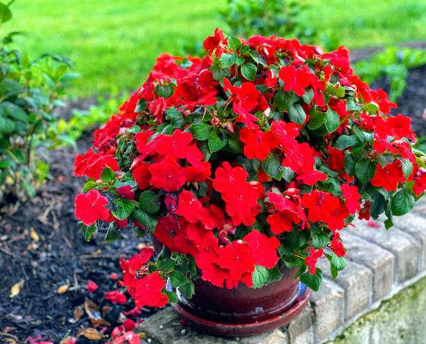 istock Glazed Pottery Overflowing with Red Flowers 1253146837