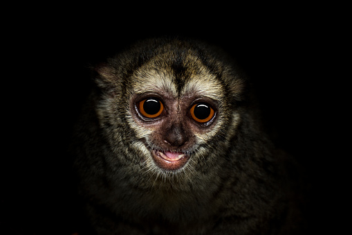 Close up of Three-striped night monkey in the dark. As with all other night monkeys, also called owl monkeys, large eyes dominate his face.