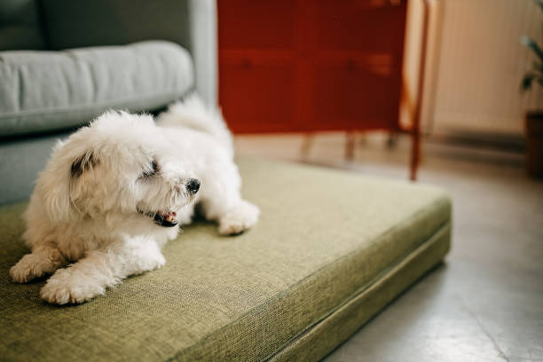 istock Dog sitting on pillow 1253150538