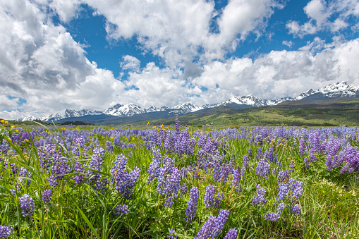 Blooming field of lupine at the foot of the Gore range mountains-Colorado