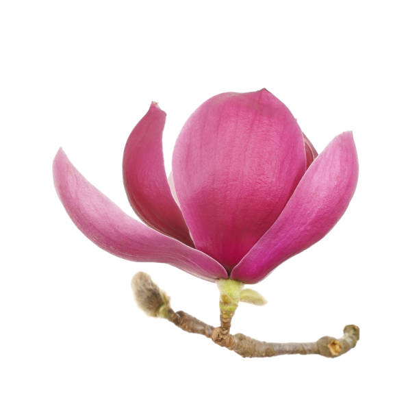 istock magnolia flowers isolated on white 1253153951