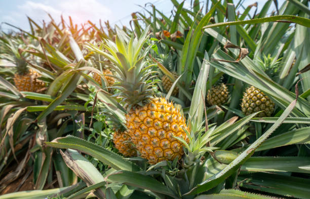 ananasfrüchte auf der plantage - green ground juice freshness stock-fotos und bilder