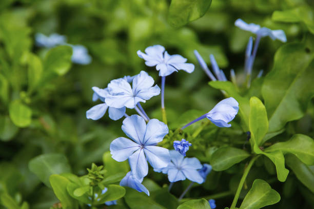 istock Close up of the blue flower 1253156633