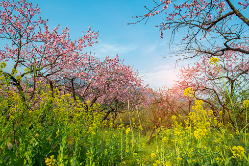 Rural landscape,Peach Blossom in moutainous area in shaoguan district, guangdong province, China