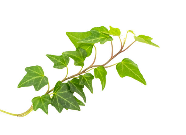 istock ivy leaves isolated on white 1253157537