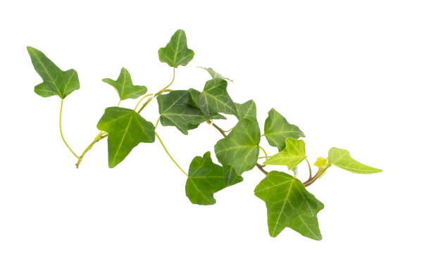 istock ivy leaves isolated on white 1253157624