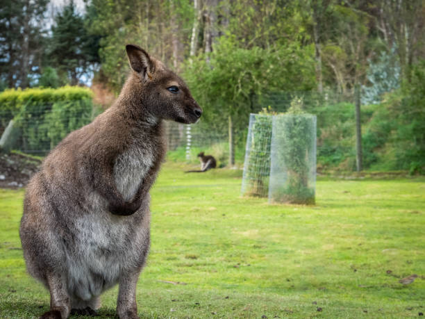 istock Portrait shot of standing wallaby 1253160510