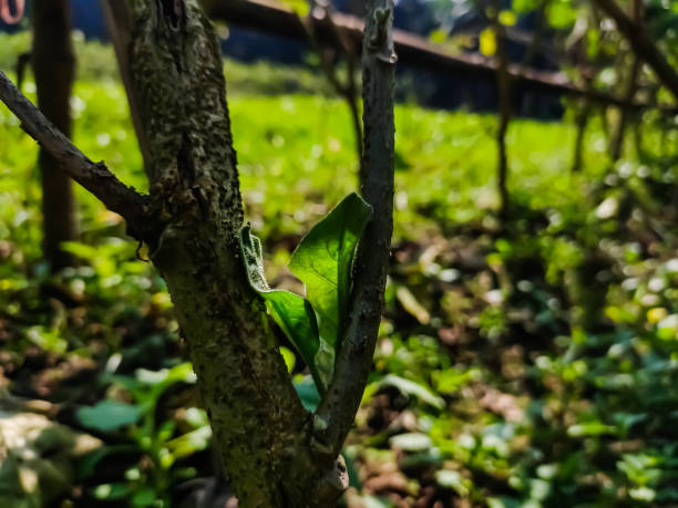 istock The diagonal rays of the morning sun fall on a small young green leaf. 1253162734