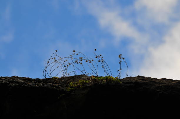 istock Dried wildflower stems on the rock 1253166937