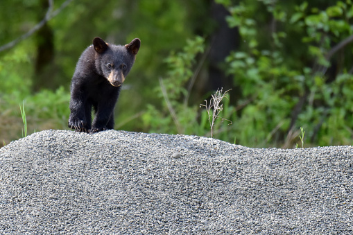 A black bear cub explores a pile of gravel