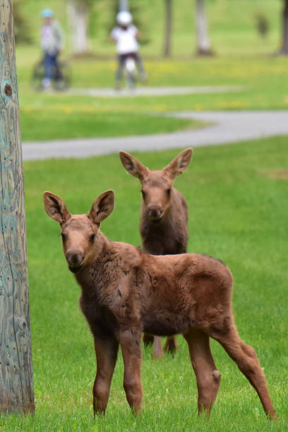 Moose calves at the park stock photo