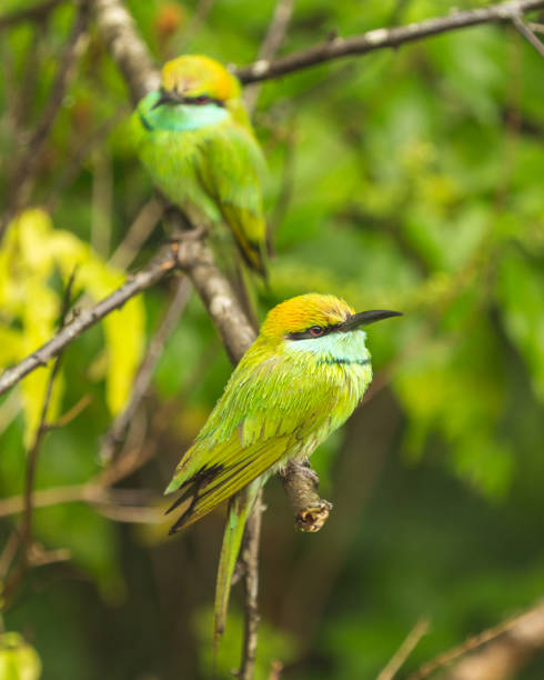 istock Two Little-green Bee-eaters perched on the same branch 1253169819