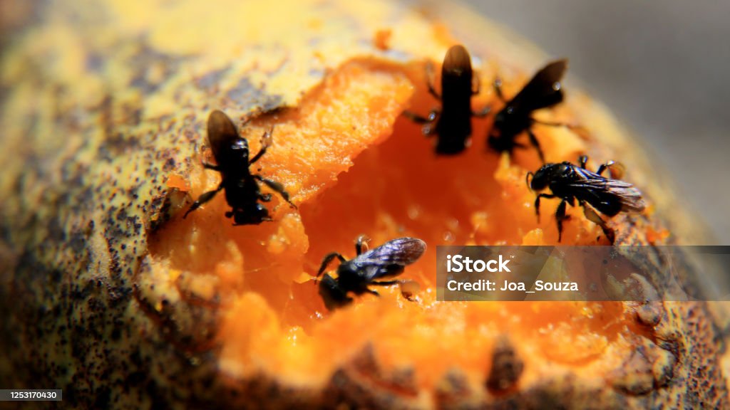 Cockroach Mango Insect Eating Mango Stock Photo - Download Image Now - Agriculture ...