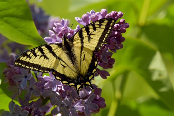 Canadian Tiger Swallowtail (Papilio canadensis) stock photo
