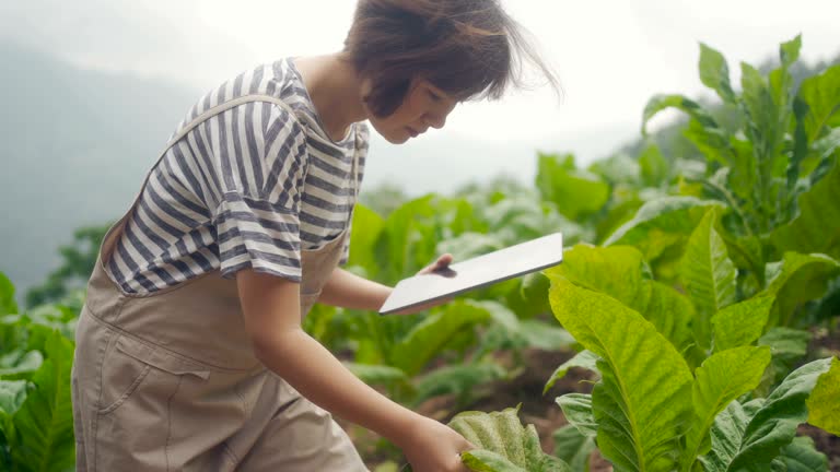 Farmer using Digital tablet in Farm