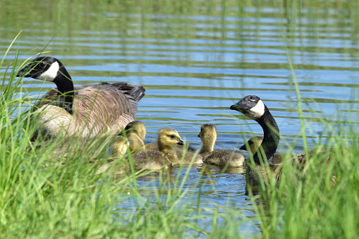 A pair of adult Canada geese swim with their goslings.