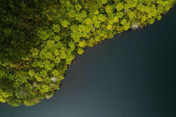 istock Aerial view of native forest next to lake. 1253176324