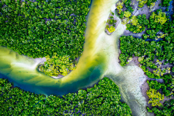 eine ansicht eines mangroven-ökosystems in der great sandy region in der nähe von tin can bay - mangrove stock-fotos und bilder