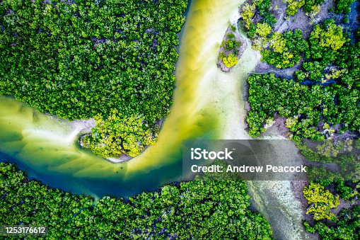 istock An overhead view of a mangrove ecosystem in the Great Sandy Region near Tin Can Bay 1253176612