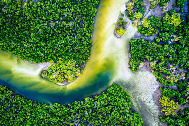 An overhead view of a mangrove ecosystem in the Great Sandy Region near Tin Can Bay Mangroves are the world's most productive ecosystems. Mangroves are also fish habitats and nurseries for many species mangrove habitat stock pictures, royalty-free photos & images