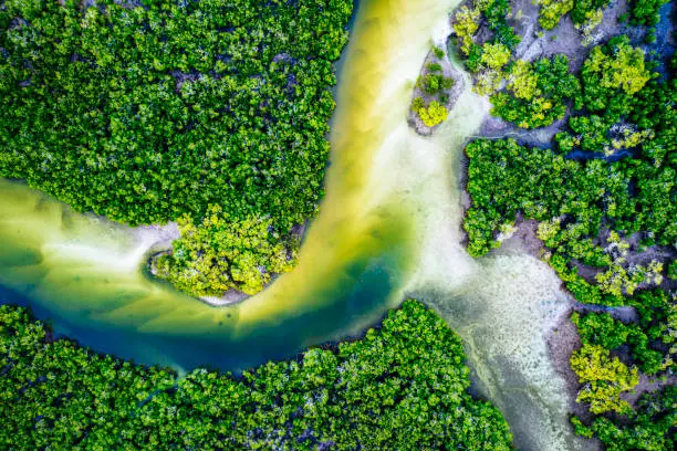 Photo of An overhead view of a mangrove ecosystem in the Great Sandy Region near Tin Can Bay
