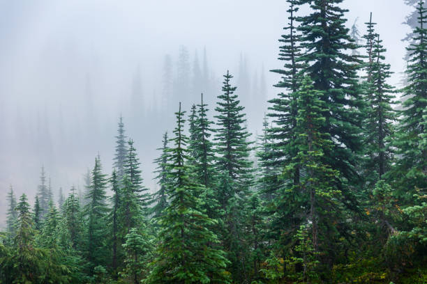 Pine trees inside Mount Rainier covered by mist in winter. Pine trees inside natural park covered by mist and fog during winter season. pacific northwest stock pictures, royalty-free photos & images