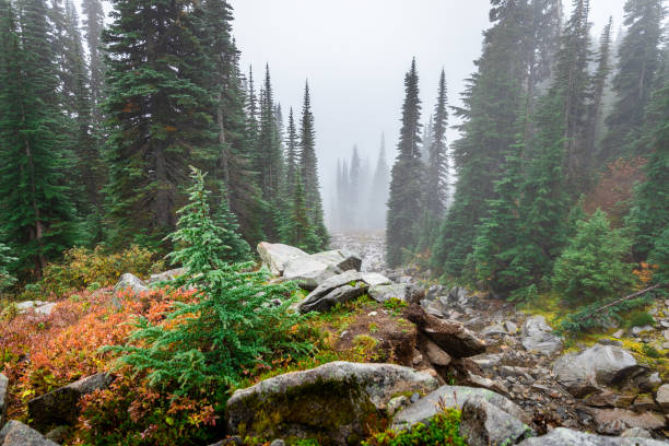 pinheiros e grandes rochas dentro do monte rainier cobertos por névoa no inverno. - mist rock winter autumn - fotografias e filmes do acervo