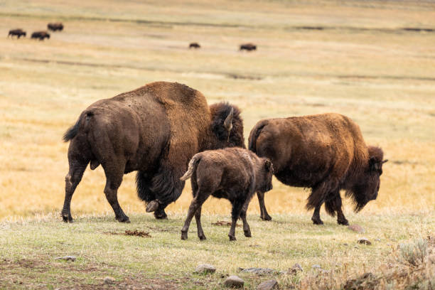 istock American bisons on grass field in yellowstone. 1253177988