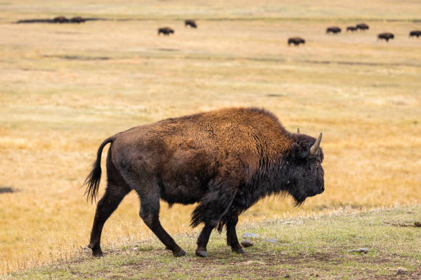 istock American bisons on grass field in yellowstone. 1253178055