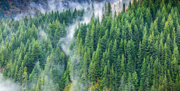 Aerial view of pine forest in autumn covered by cloud.