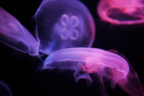 istock Jellyfish in neon light at an aquarium 1253180756