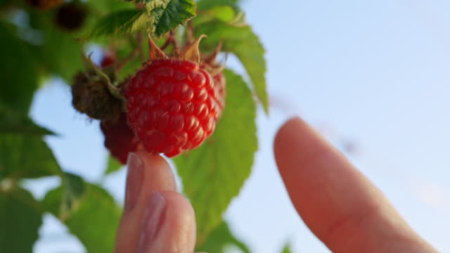 Female hand take a red raspberries from the bush. Close up video