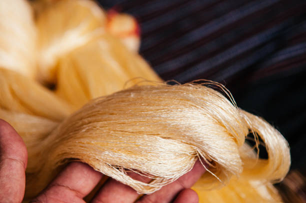 Details of natural shining yellow silk thread traditional sericulture of Thai silk making in Countryside