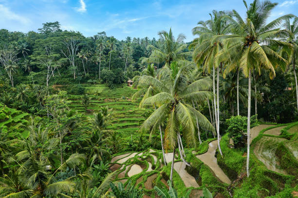 istock Rice Terrace at Tegalalang in Bali 1253183361