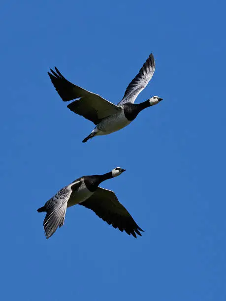 Barnacle goose (Branta leucopsis) in flight in their habitat in Denmark