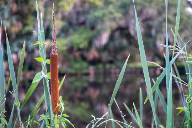 istock Cattail in the swamp with a green lush background 1253185714