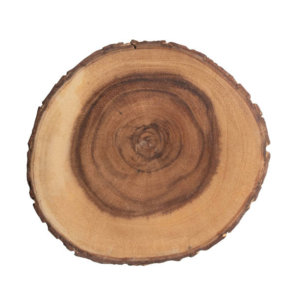 Cross cut section of tree stump on white table flatlay top view. Decorative stock bohemian element for interior isolated on white background. Wooden cut section. stock photo