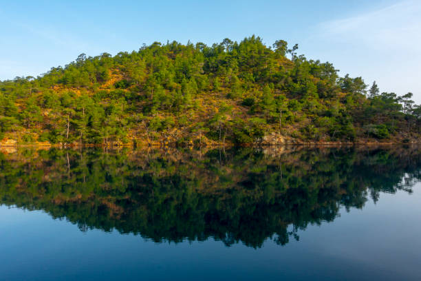 istock Beautiful sea view with pine tree 1253186637