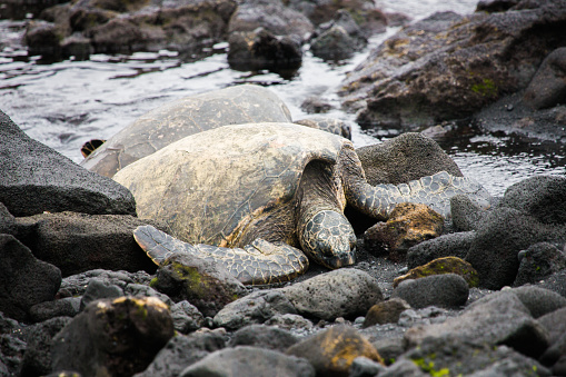 Hawaii Sea Turtles