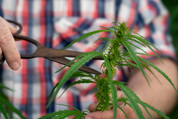 istock Man harvesting medical marijuana 1253191645