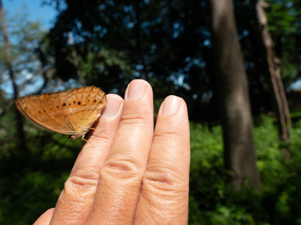 istock The Common Yeoman butterfly on human fingers and hand 1253192090