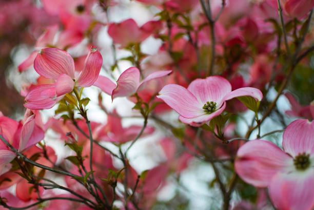 istock Nature and landscape photography lover 1253192831