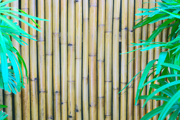 istock Yellow bamboo vertical line background and green leaf Lady palm on the right and left 1253192925